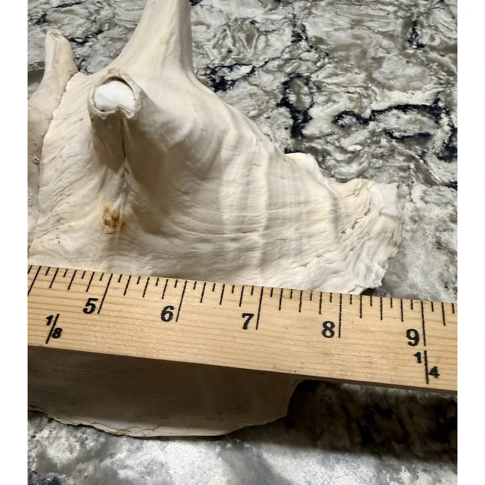 Large Natural Sea Shell Conch 9